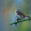 Kulisek nejmensi - Glaucidium passerinum - Eurasian Pygmy-Owl 4879-2